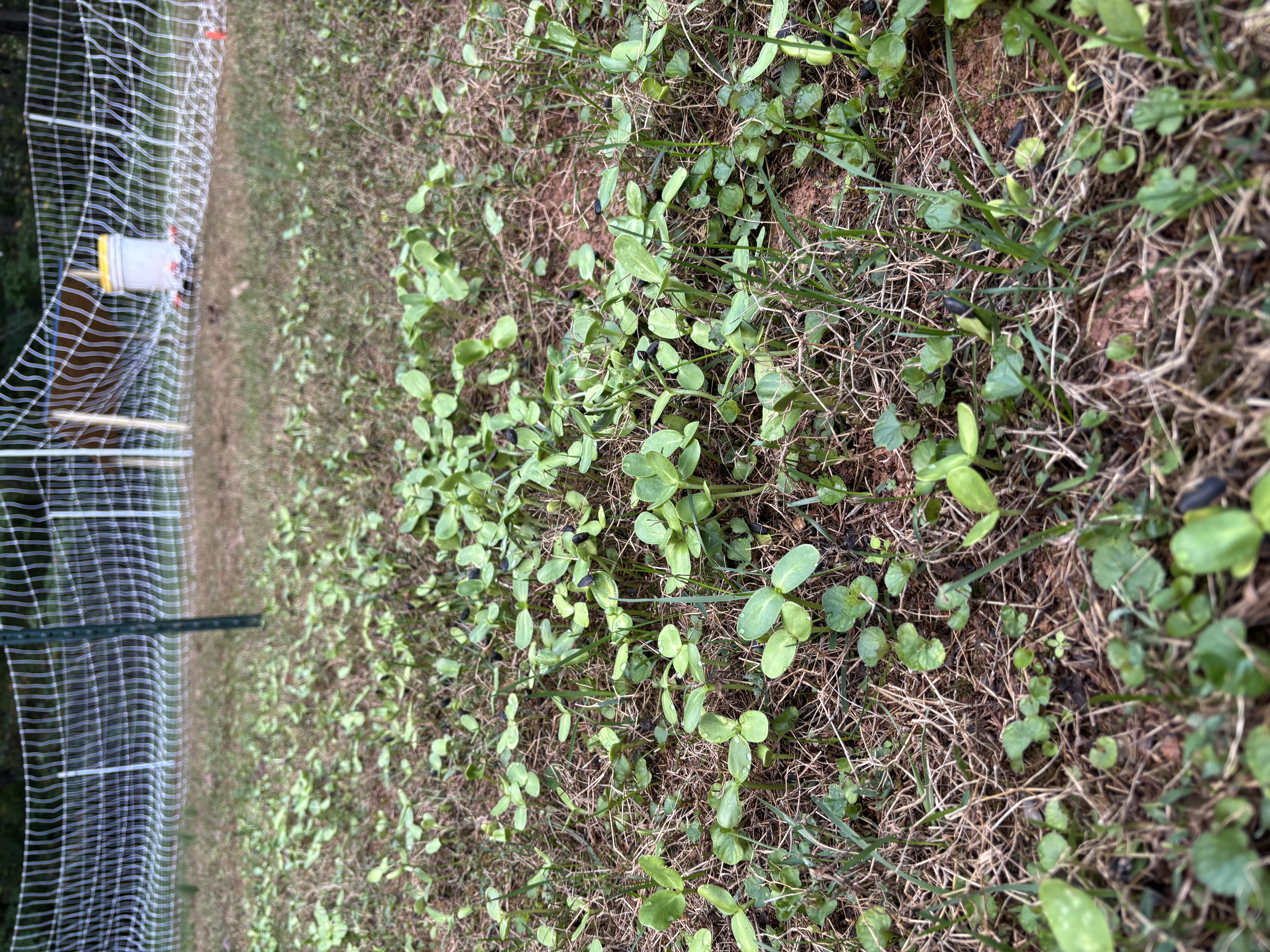 Recovering chicken pasture with fresh sprouts.